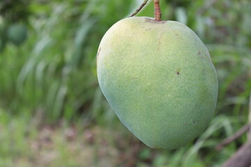 green raw mango on tree in the firm