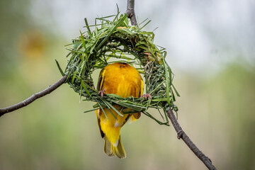 Village Weaver Bird appears to be headless while scratching its back