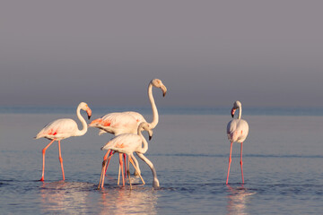 Wild african birds. Group birds of pink african flamingos  walking around the blue lagoon on a sunny day