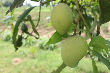 green raw mango on tree in the firm