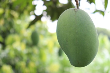 green raw mango on tree in the firm