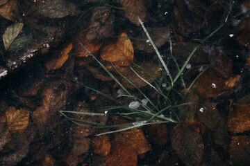 Grass and leaves trapped under ice