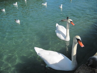 White swan on the lake. seagull on the clear azure water on a sunny day. People like to feed wild...