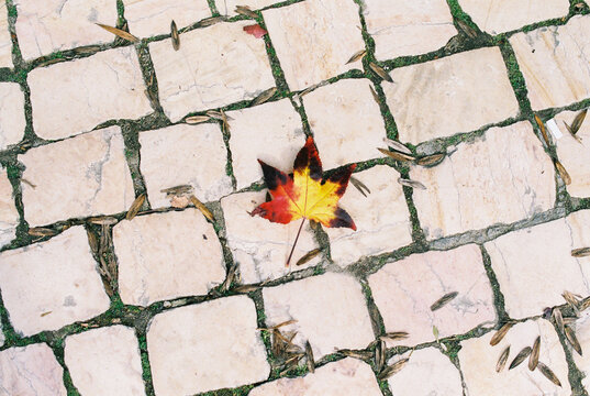 Maple autumn leaf on the road

