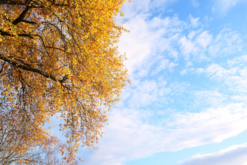 yellow trees with golden foliage in an autumn park against a background of blue sky, natural landscape, the concept of a healthy lifestyle, good autumn mood