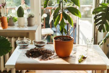 Care for indoor plants.