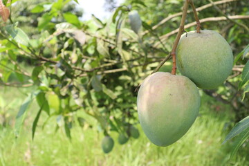 green raw mango on tree in the firm