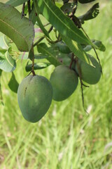 green raw mango on tree in the firm