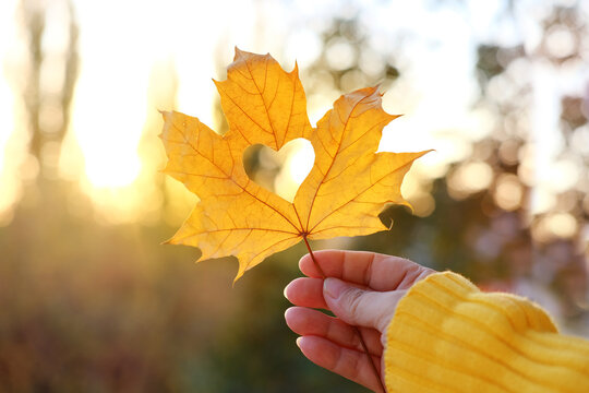 yellow leaf with a heart in a female hand, background of golden leaves lie chaotically on the ground, autumn mood concept, seasonal