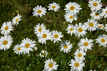 Fototapeta premium Camomile daisy flowers in garden at home