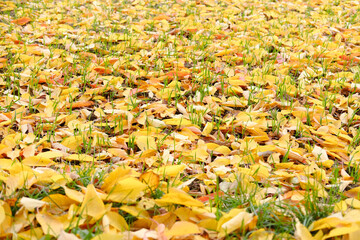 yellow natural pattern, background of fallen leaves, golden leaves falling from trees, lie chaotically on the ground, autumn mood concept, seasonal