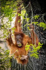 Obraz premium Young Orangutang hanging from tree