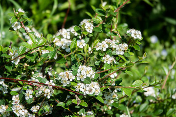 Bearberry cotoneaster Major - Latin name - Cotoneaster dammeri Major in garden