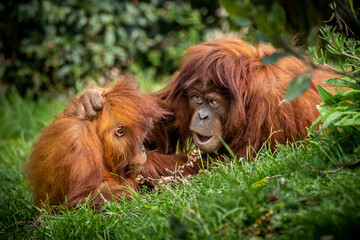 Orangutang mother and child