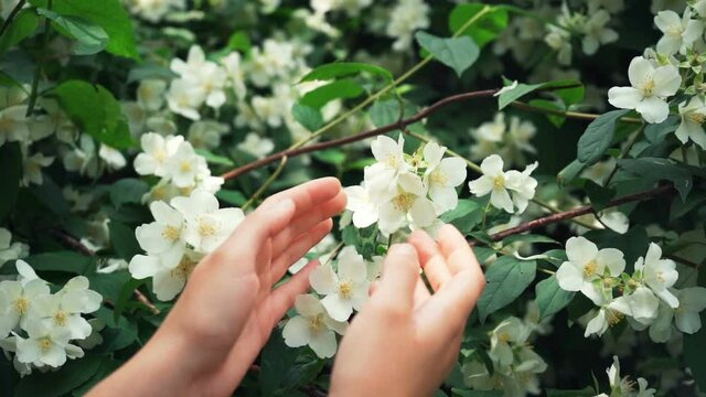 Girl holding delicate jasmine flowers in her hands