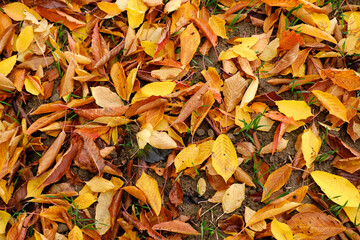 yellow natural pattern, background of fallen leaves, golden leaves lie chaotically on the ground, autumn mood concept, seasonal