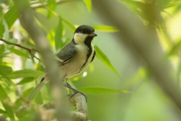 Cinereous tit juvenile in forest 