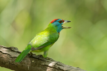 Blue throated barbet