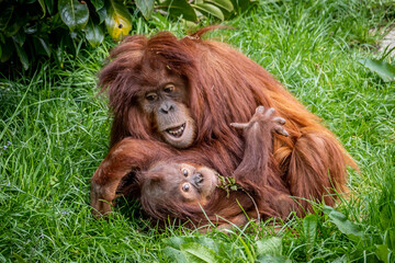 Orangutang playing with young orangutang.