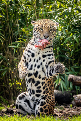 Jaguar sitting on hind legs eating meat