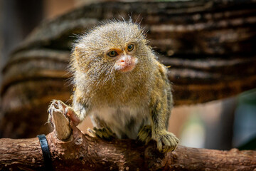 Eastern Pigmy Marmoset on branch