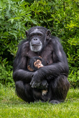 Fototapeta premium Chimpanzee mother and baby