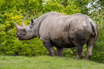 Black Rhinoceros standing on bank