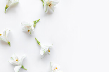 Naklejka na ściany i meble Fresh white flowers on a white background. Spring minimal concept.