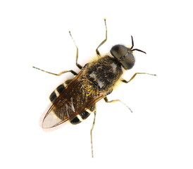 European Wild Bee isolated on white, clipping path  