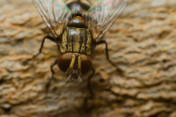 fly on wood