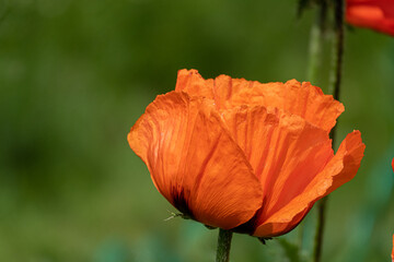 Beautiful field of red poppies in the sunset light in garden