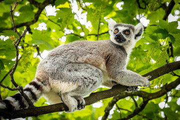 Ringed-tailed lemur on a branch