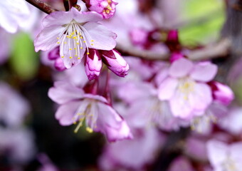 Nahaufnahme von violetten Blüten der japanischen Zierkirsche