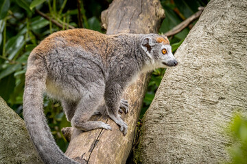 Naklejka premium Crowned Lemur climbing a tree