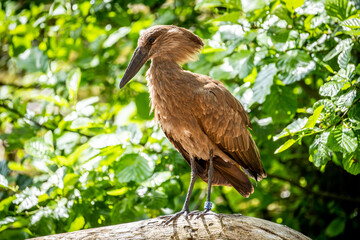 Hamerkop standing against foliage 