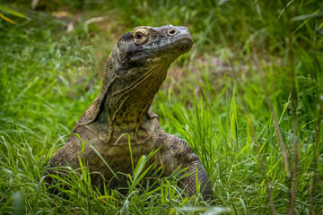 Komodo Dragon peering through grass