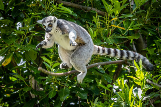 Ring-tailed Lemur leaping through the air.