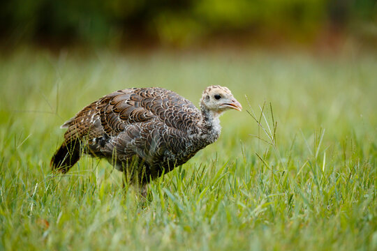 Wild Turkey Poult