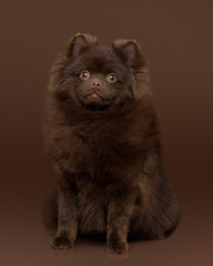 A pomeranian puppy on a dark background