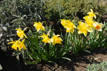 Colorful and bright flowers of narcissuses in March