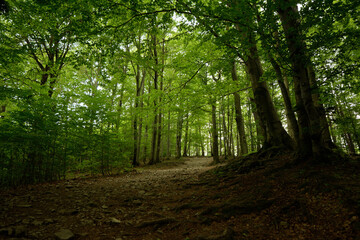 Deciduous mountain forest on a sunny day