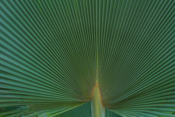 Palm leaf