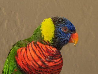 parrot