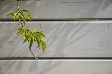 A young green branch of a grape plant on a background of gray boards.
