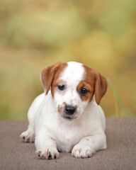 Jack Russell terrier on a green background