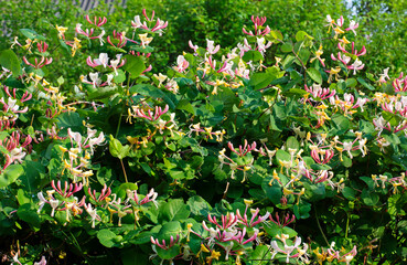Sweet honeysuckle blooms.
This is a wonderful, fragrant liana, blooms with beautiful soft pink or...