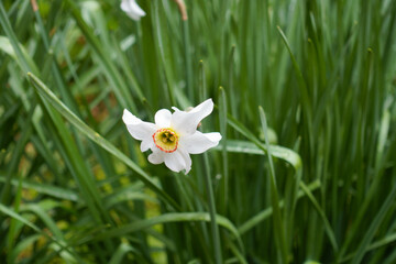 Little white flower in the leafage of narcissus in May