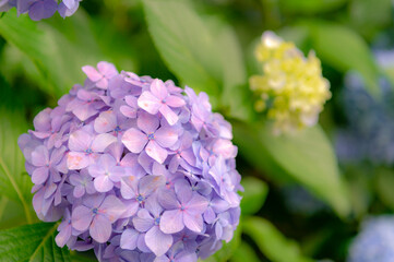 東京都北区王子に咲くたくさんの紫陽花