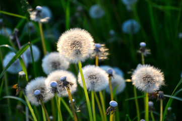 White fluffy dandelion flowers in the green grass on a summer evening
