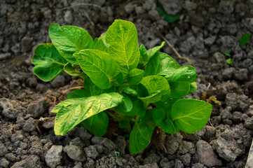 Young green potato bush on the ground background. Potato tops in the garden. Growing vegetable potatoes in the village. Eco farm of natural products